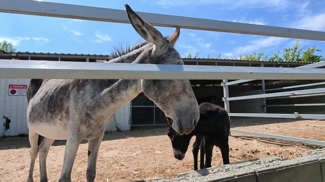 Mother donkey and her young foal standing together in a fenced farm enclosure, with hay, feeding troughs and a sheltered area in a sunny rural setting
