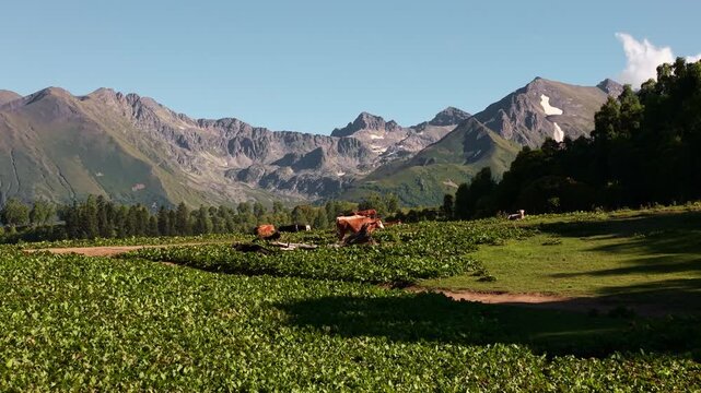 Cows Grazing in a Green Mountain Pasture