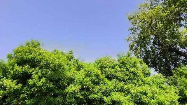 Lush Greenery Under a Clear Sky
