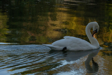 Graceful white mute swan preening its © Sabari