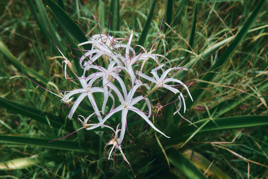Mauritius swamp-lily or Lys du Pays or crinum mauritianum is a herbaceous plant belonging to the family Amaryllidaceae, and endemic to Mauritius island, Africa