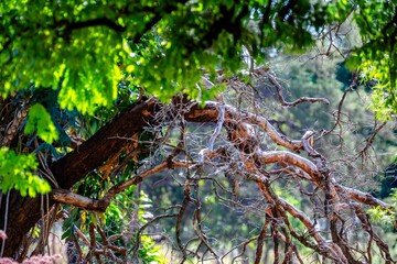 Tangle of bare, weathered tree branches against sunlit green foliage, with epiphytes and philodendron leaves growing on the trunk in a tropical forest. © Adilson