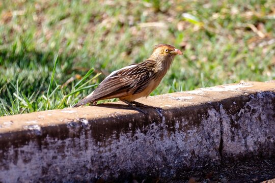 Guira cuckoo (Guira guira) with orange crest perched on an old concrete wall in side view, soft green blurred background, wild bird in Brazil.