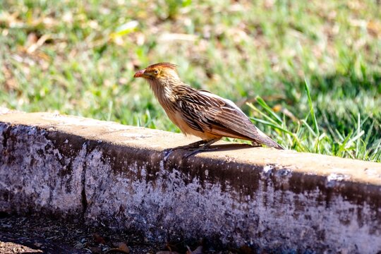 Guira cuckoo (Guira guira) with orange crest perched on an old concrete wall in side view, soft green blurred background, wild bird in Brazil.
