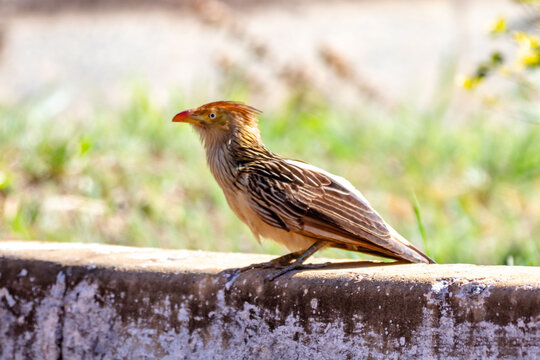 Guira cuckoo (Guira guira) with orange crest perched on an old concrete wall in side view, soft green blurred background, wild bird in Brazil.