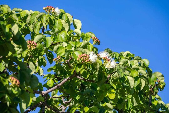 Pequi tree (Caryocar brasiliense) in bloom with white flowers and pink buds among green leaves against a clear blue sky, native tree of the Brazilian Cerrado.