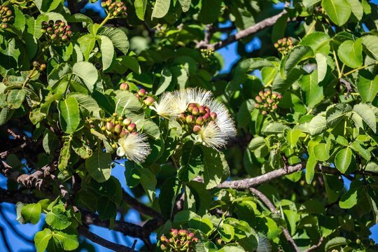 Pequi tree (Caryocar brasiliense) in bloom with white flowers and pink buds among green leaves against a clear blue sky, native tree of the Brazilian Cerrado.