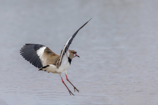 Southern Lapwing (Vanellus chilensis) flying over the river.