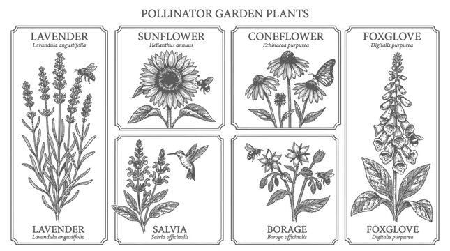 Pollinator garden plants featuring lavender, sunflower, coneflower, foxglove, salvia, and borage with visiting insects and birds in botanical drawing.