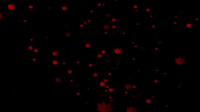Abstract background featuring falling red maple leaves isolated on a solid black backdrop for autumn seasonal design