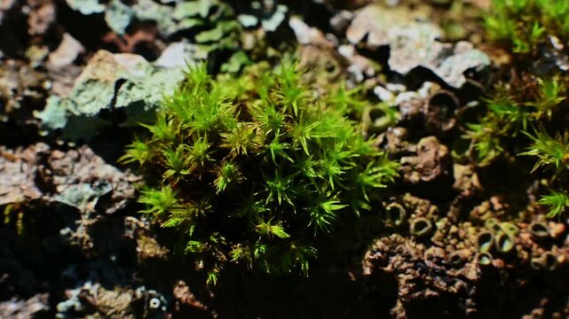 Macro close-up of vibrant green moss growing on a textured surface