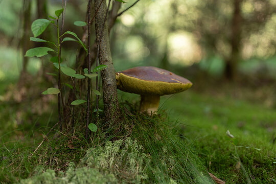 Ein gro&szlig;er pilz Waldboden neben einem Baumstamm