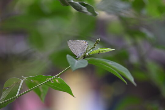 Catochrysops strabo or&nbsp;forget-me-not butterfly. It&nbsp;is a small butterfly found in Asia that belongs to the&nbsp;lycaenids or blues&nbsp;family. It is sitting on green the plant.
