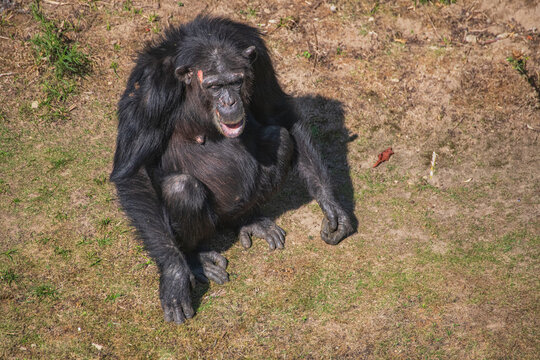Chimpanzee sitting on grassy ground wildlife conservation research.