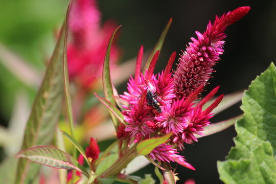Potter Wasp, Blue-wing Wasp or the carpenter Bee extracting nector from Celosia Argentia