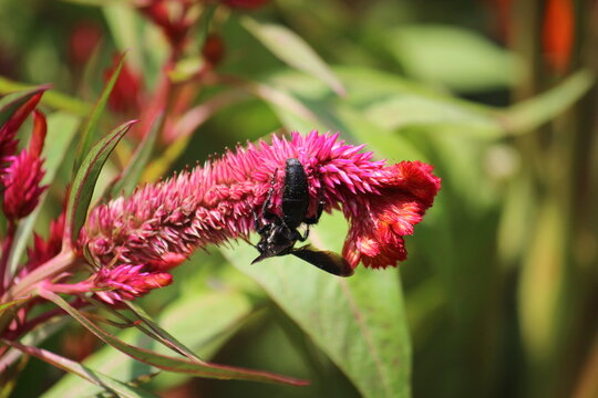 Potter Wasp, Blue-wing Wasp or the carpenter Bee extracting nector from Celosia Argentia