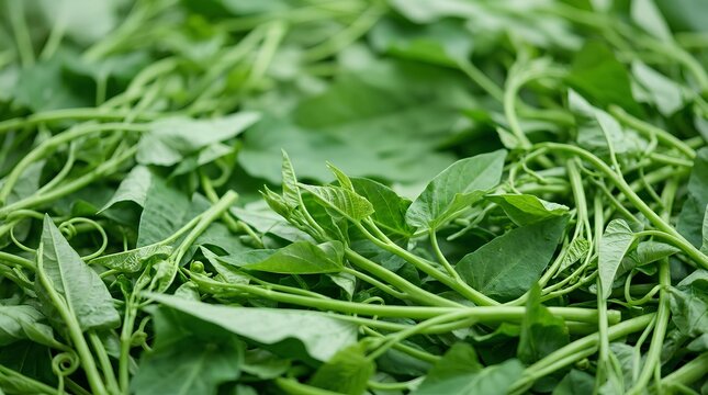 Fresh green water spinach leaves and stems in a pile, close-up of Ipomoea aquatica aquatic foliage for cooking, organic raw vegetable background with vibrant green textures.