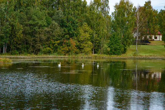 Three swans swimming on a peaceful lake surrounded by autumn trees, grassy shore, and a house reflected in the water.