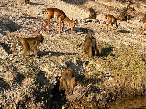 Baboons and Antelope Sharing a Dry Riverbank