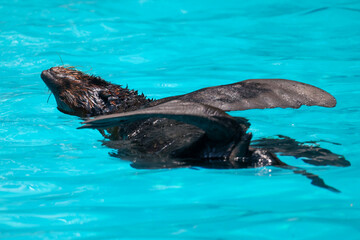 Fur seal floating on its back in bright turquoise pool water with flippers spread wide, wet dark fur and whiskers, relaxing marine mammal © pumppump