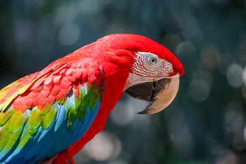 Close-up portrait of a green-winged macaw parrot in profile with vibrant red, blue and green feathers and curved beak, blurred dark background © pumppump