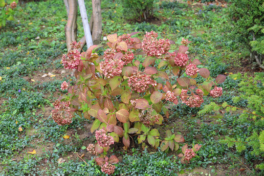 Hydrangea shrub with faded pink flowers and red autumn leaves in fall garden with periwinkle ground cover