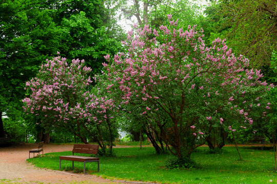 spring time picturesque garden square blossom lilac and sun shine light above lonely bench