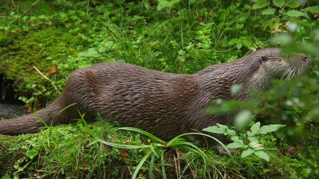 otter on the grass