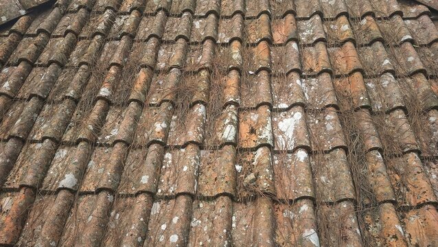 Rustic weathered clay roof tiles texture background with fallen pine needles and moss