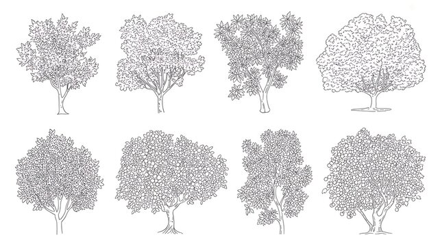 Set of fruit trees in elevation view for use in architectural drawings - isolated on transparent backgroound