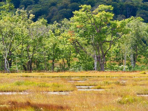 尾瀬の秋、草紅葉が広がる湿原風景