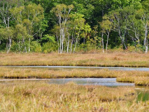 尾瀬の秋、草紅葉が広がる湿原風景