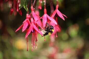 Bee hanging under a pink fuchsia flower  © Ellen