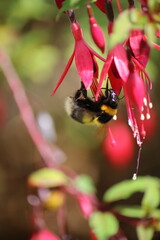 Fuchsia flower with bee underneath © Ellen