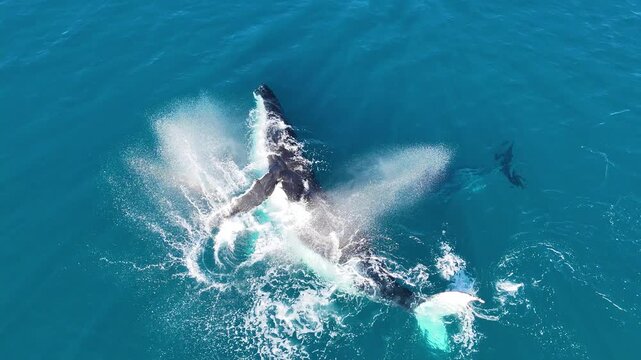 Humpback whale mother and calf interacting at the surface