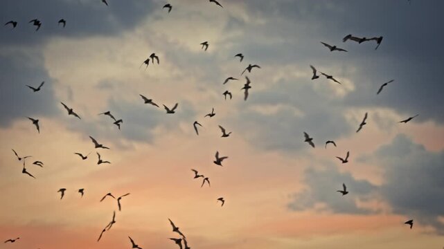 Swallow Swarm Flying Against Sunset Sky, Dynamic Nature Scene, This video clip showcases an impressive flock of swallows gracefully flying against a stunning sunset sky