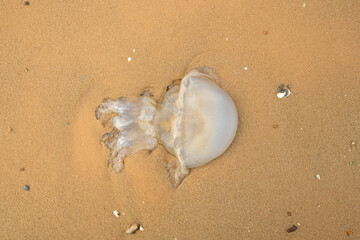 An overhead view of a single white, semi transparent jellyfish stranded on the smooth, damp sand of a beach. © Gregory