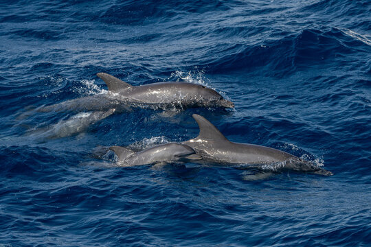 dolphin in the water