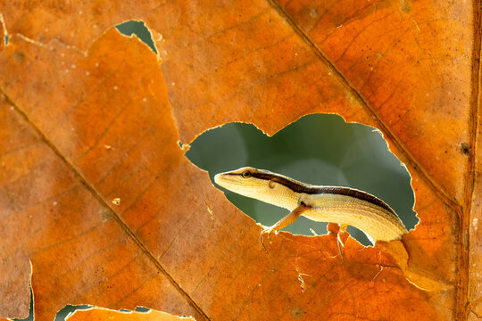 Asian Grass Lizard with Beautiful Plants