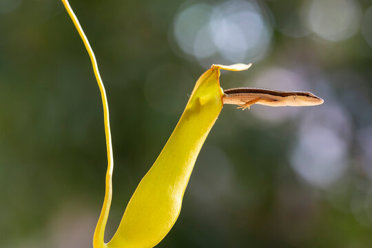 Asian Grass Lizard with Beautiful Plants