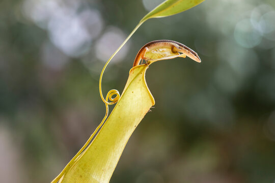 Asian Grass Lizard with Beautiful Plants