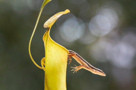 Asian Grass Lizard with Beautiful Plants