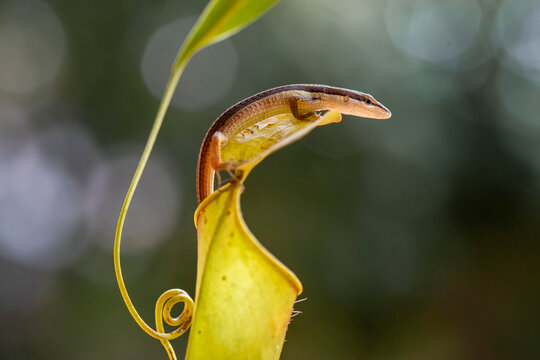 Asian Grass Lizard with Beautiful Plants