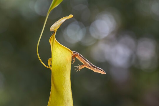 Asian Grass Lizard with Beautiful Plants