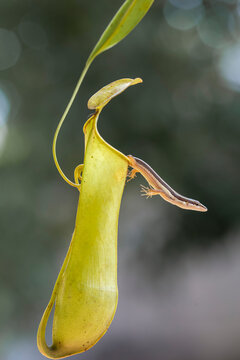 Asian Grass Lizard with Beautiful Plants