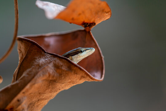 Asian Grass Lizard with Beautiful Plants