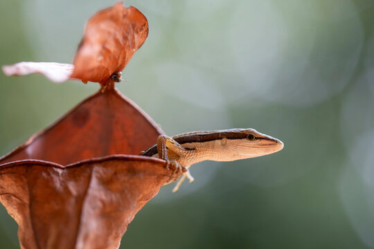 Asian Grass Lizard with Beautiful Plants