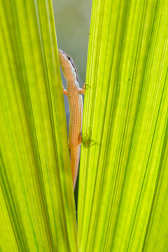 Asian Grass Lizard with Beautiful Plants