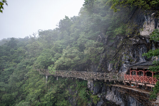 A precarious pedestrian plank path hugs the sheer limestone cliffside among lush green trees and dense fog, featuring traditional Chinese pavilion architecture in Zhangjiajie National Park.