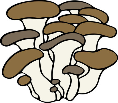 Oyster mushroom
